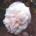 Blanche Moreau rose