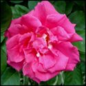 Zepherine Drouhin rose